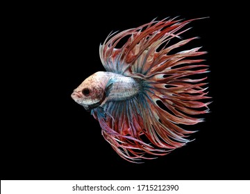 Crowntail Betta Fish Images Stock Photos Vectors Shutterstock