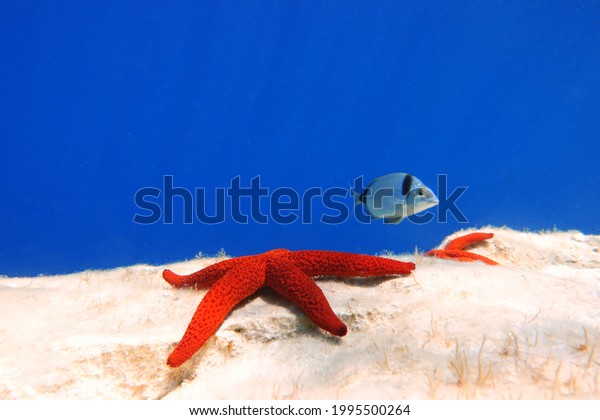 White, red and blue - red sea starfish\
(Echinaster sepositus) accompanied by two-banded sea bream\
(Sparidae - Diplodus\
vulgaris)