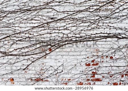 Similar – Image, Stock Photo Ivy Wall Environment