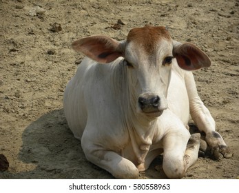 10,583 Cow sitting Images, Stock Photos & Vectors | Shutterstock