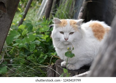white red cat in nature, sitting on a stump next to the boards
