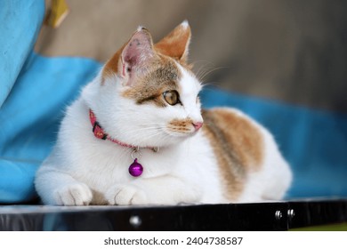 White red cat sitting on a street with a bell around its neck and looking into distance - Powered by Shutterstock