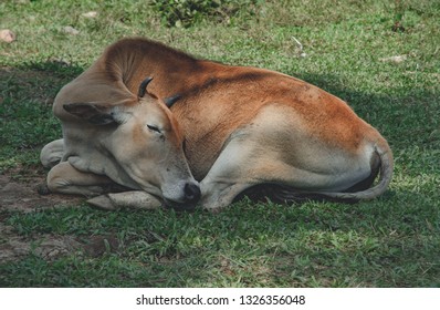white with red cow sleeping on the green grass. cute animal portrait