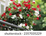 White and red flower in pots. Dipladenia, Mandevilla sanderi. Close up.