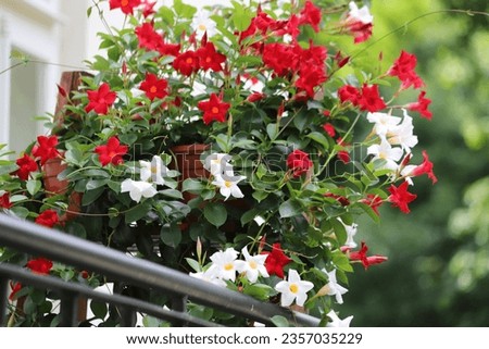 White and red flower in pots. Dipladenia, Mandevilla sanderi. Close up.