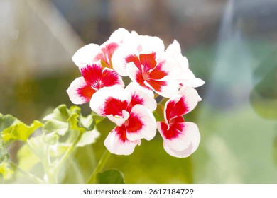 White and red flowers in a vase, rustic, natural, decoration, decor, sun, window - Powered by Shutterstock - Get 15% off with code: PIKWIZARD15