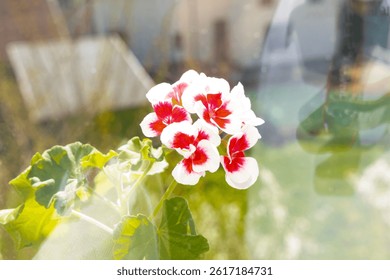 White and red flowers in a vase, rustic, natural, decoration, decor, sun, window - Powered by Shutterstock - Get 15% off with code: PIKWIZARD15