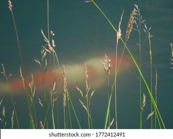 White red Kohaku koi fish in murky water of outdoors pond, some grass stems - Shutterstock ID 1772412491