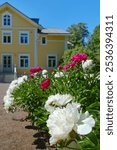 White and red peonies bloom near a house in the small Finnish town of Kerava.