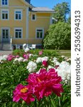 White and red peonies bloom near a house in the small Finnish town of Kerava.