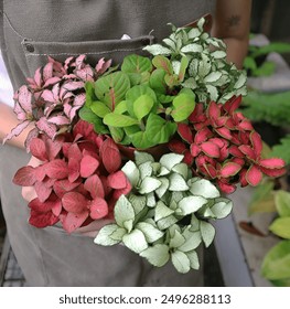 white red pink and green of fittonia leafs  - Powered by Shutterstock