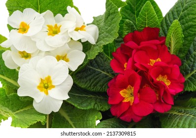 Flores rosa blanca y