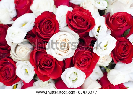 White and red roses close up