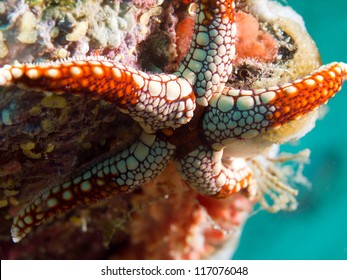 White and red starfish on coral reef underwater