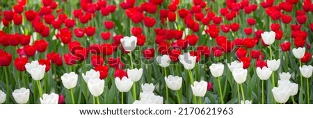 White red tulip blossom panoramic banner header, spring season tulip in nature