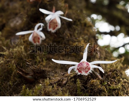 White and red wild orchid on tree in a forest of the Himalayas. Pleione humilis species.