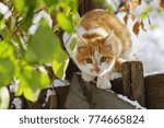 white red-haired cat