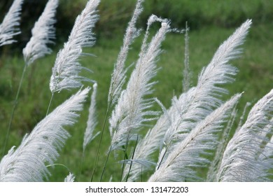 white reeds blowing from wind.