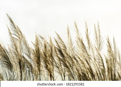 4,717 Reed blowing wind Images, Stock Photos & Vectors | Shutterstock