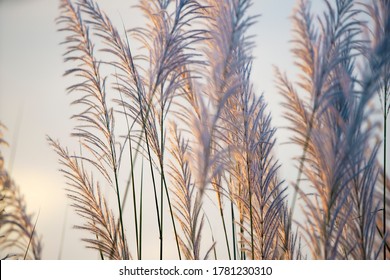 white reeds grass flower field against blue sky, sunset sky in the evening - Powered by Shutterstock