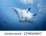 A white Reef manta ray swimming in the deep underwater