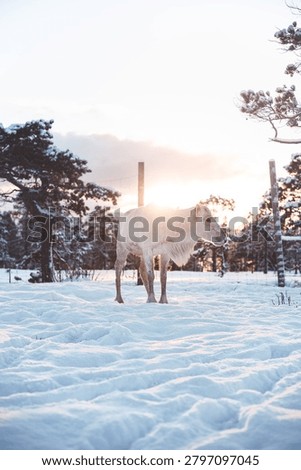 White reindeer facing the camera in deep snow near a wire fence and snowy pines, backlit by soft winter sunset in the Tromsø region