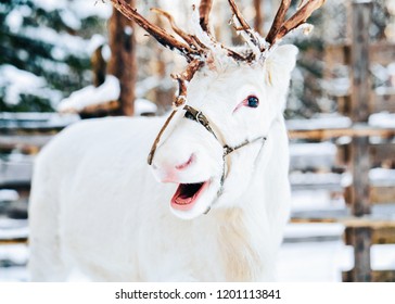 White Reindeer At Finland In Lapland In Winter.