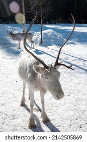 White Reindeer On A Snowy Road. Close Up.