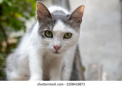 White Rescue Cat Portrait In A Yard. Close Up Shot, Cat Looking Into The Camera, Daytime, No People.