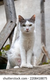 White Rescue Cat Portrait In A Yard. Close Up Shot, Cat Looking Into The Camera, Daytime, No People.