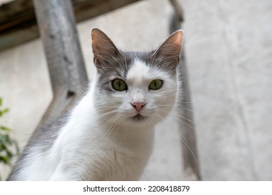 White Rescue Cat Portrait In A Yard. Close Up Shot, Cat Looking Into The Camera, Daytime, No People.