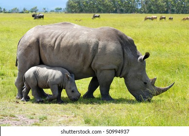 White Rhino With 2 Weeks Calf