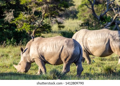 White Rhino At The Amakhala Game Reserve