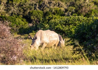 White Rhino At The Amakhala Game Reserve