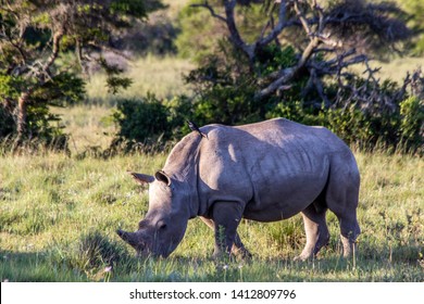 White Rhino At The Amakhala Game Reserve