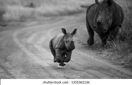 White Rhino Baby running