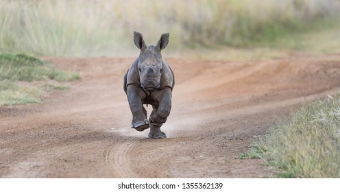 White Rhino Baby Running