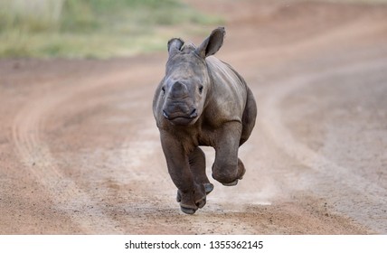 White Rhino Baby running