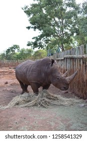 White Rhino In A Boma