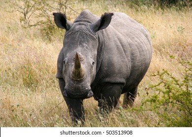 White Rhino In Botswana, Africa