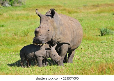 White Rhino And Calf