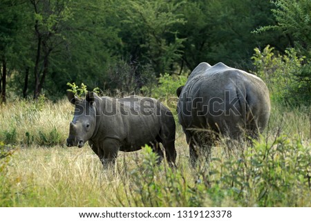 White rhino and calf, Matobo National Park, Zimbabwe