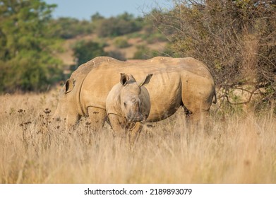 White Rhino Calf With Mother