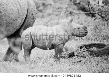 A White Rhino calf in Southern African savannah