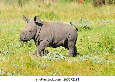 White Rhino Calf walking