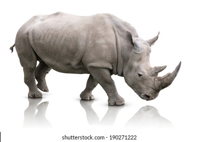 White Rhino - Ceratotherium simum - Shutterstock ID 190271222