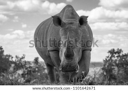 White rhino ( Ceratotherium Simum), very close, Welgevonden Game Reserve, South Africa.