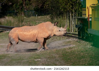 White Rhino charging a train