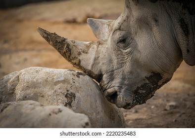 White Rhino Closeup Image Portrait 