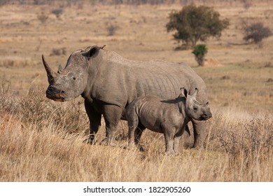 White Rhino cow and calf photographed on a safari in South Africa